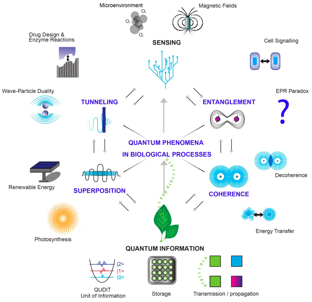 Matarèse BFE, Rusin A, Seymour C, Mothersill C. Quantum Biology and the Potential Role of Entanglement and Tunneling in Non-Targeted Effects of Ionizing Radiation: A Review and Proposed Model. International Journal of Molecular Sciences. 2023; 24(22):16464.