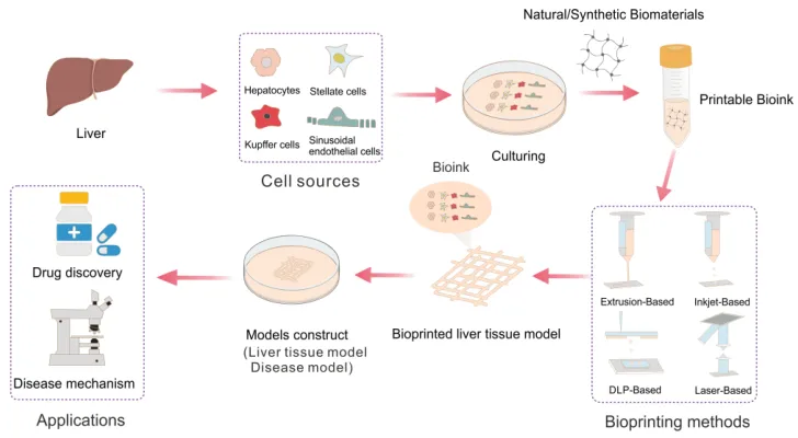 Figure: Procedure diagram for 3D bioprinting of liver tissue models and its application.