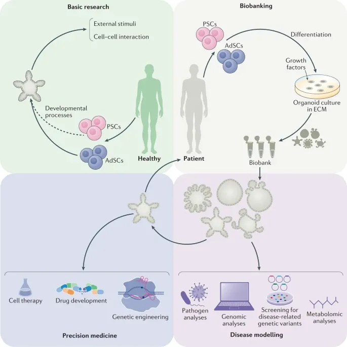 Figure: Potential applications of human organoids.