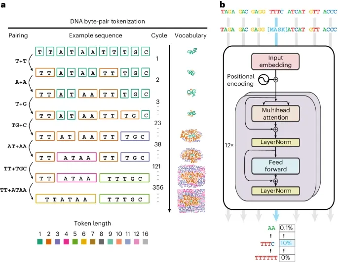 BioRevolution #20 - DNA Language Model (DLM), image 3