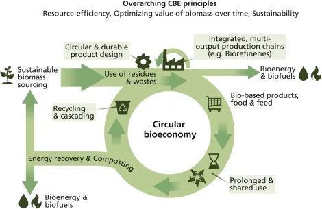 Stegmann, P et al The circular bioeconomy: Its elements and role in European bioeconomy clusters, Resources, Conservation & Recycling: X (2020)